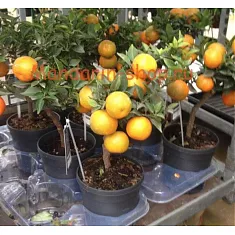 Апельсин Миртолистный - Citrus Chinotto D14 H30