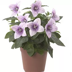 Платикодон розовый - Platycodon grand Shell Pink D12 H24