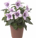 Платикодон розовый - Platycodon grand Shell Pink D12 H24