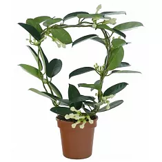 Стефанотис флорибунда белый - Stephanotis Floribunda D12 H45