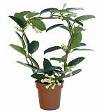 Стефанотис флорибунда белый - Stephanotis Floribunda D12 H45