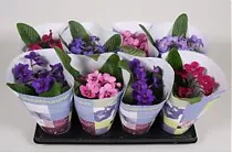 Стрептокарпус - Streptocarpus Mix D12 H25