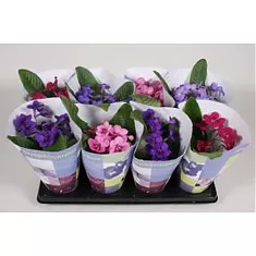 Стрептокарпус - Streptocarpus Mix D12 H25