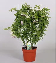 Хойя Белла белая - Hoya Bella D12 H45