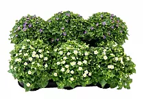 Экзакум - Exacum D10 H16