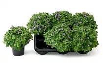 Экзакум голубой - Exacum Single Flower bleu D10 H16