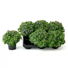 Экзакум голубой - Exacum Single Flower bleu D10 H16