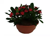 Эуфорбия Миля красная - Euphorbia Milii Vulcanus D23 H25