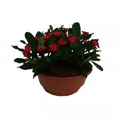Эуфорбия Миля красная - Euphorbia Milii Vulcanus D23 H25