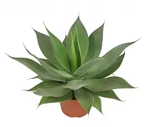 Агава - Agave D17 H40
