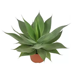 Агава - Agave D17 H40