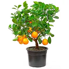 Мандариновое дерево - Citrus reticulata D14 H35