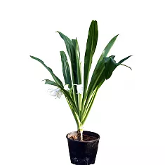 Кринум - Crinum white D25 H70