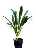 Кринум - Crinum white D25 H70