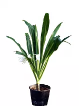 Кринум - Crinum white D25 H70