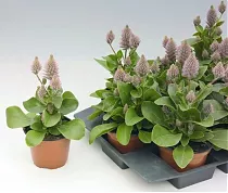 Птилотус розовый - Ptilotus exaltatus Joey D12 H30