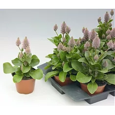 Птилотус розовый - Ptilotus exaltatus Joey D12 H30