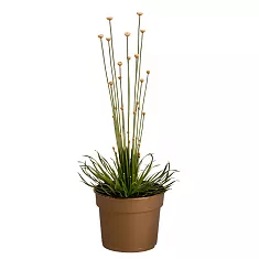 Сингонантус - Syngonanthus D15 H40
