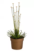 Сингонантус - Syngonanthus D15 H40