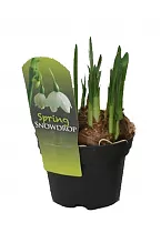 Нарцисс - Narcissus D9 H15