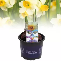 Нарцисс - Narcissus D10 H20