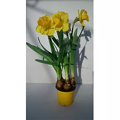 Нарцисс - Narcissus D12 H25