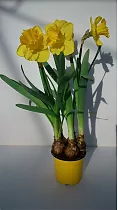 Нарцисс - Narcissus D12 H25