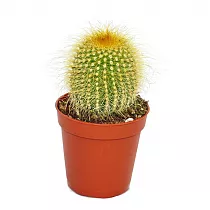 Эриокактус Ленингауза - Eriocactus leninghausii D7 H12