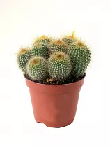 Эриокактус Ленингауза - Eriocactus leninghausii D12 H20