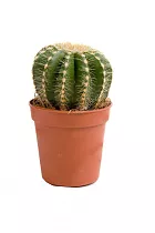 Эриокактус Вараса, Пародия Вараса - Eriocactus warasii D9 H15