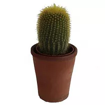 Эриокактус - Eriocactus D7 H12