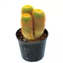Эриокактус Ленингауза - Eriocactus leninghausii D10 H15