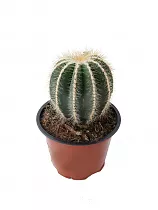 Эриокактус великолепный, Пародия великолепная - Eriocactus magnificus D12 H15