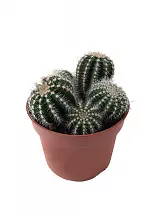 Эриокактус великолепный, Пародия великолепная - Eriocactus magnificus D12 H15