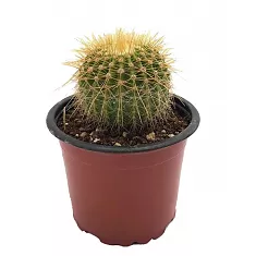Эриокактус Шумана , Пародия Шумана - Eriocactus schumannianus D7 H10