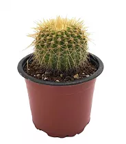 Эриокактус Шумана , Пародия Шумана - Eriocactus schumannianus D7 H10