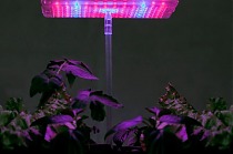Фитосветильник Chiston