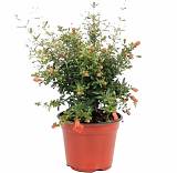 Гранат комнатный - Punica granatum Nana D14 H35
