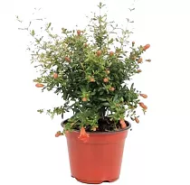 Гранат комнатный - Punica granatum Nana D14 H35