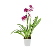 Мильтония двухцветная - 1 цветонос - Miltonia D12 H35