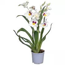Мильтония белая 2 цветоносца - Miltonia D12 H50