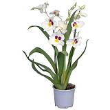 Мильтония белая 2 цветоносца - Miltonia D12 H50