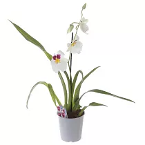 Мильтония белая 1 цветонос - Miltonia D12 H35