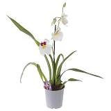 Мильтония белая 1 цветонос - Miltonia D12 H35