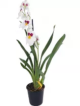 Мильтония белая - 1 цветонос D12 H45