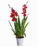 Буррагеара Нелли Ислер 2 цветоноса – Burrageara Nelly Isler D12 H50