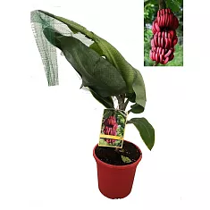 Красный банан - Musa acuminata Red Dacca D24 H100
