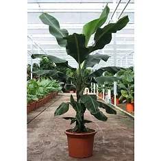 Банановая пальма Муса - Musa Tropicana D50 H220
