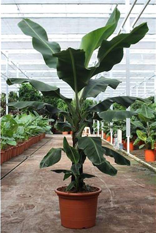 Банановая пальма Муса - Musa Tropicana D50 H220