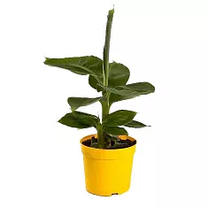 Банановая пальма Муса - Musa Banana Dwarf Cavendish D20 H60